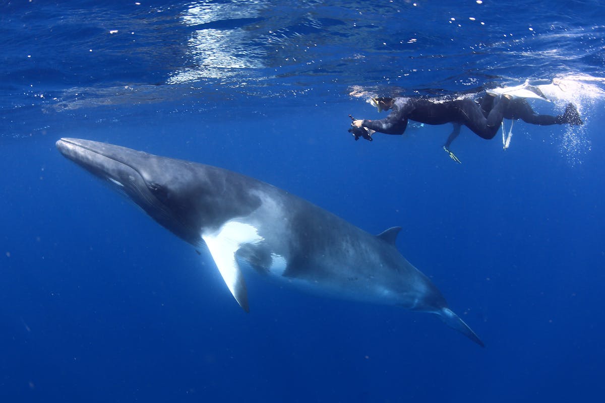 Snorkeller with Minke Whale