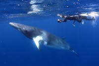 Snorkeller with Minke Whale