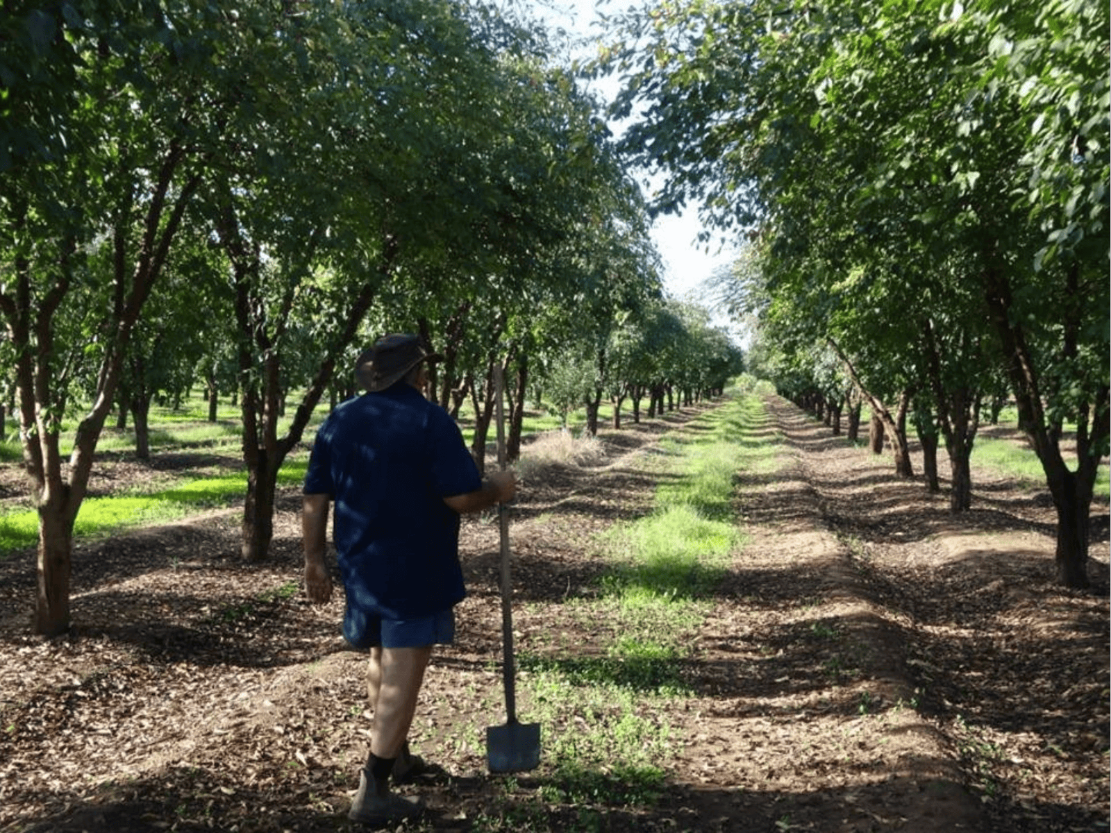Joe working in the prunes trees