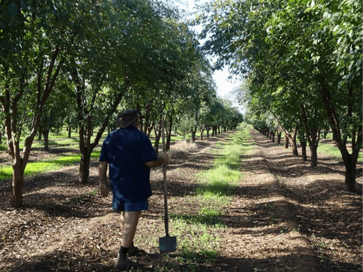 Joe working in the prunes trees