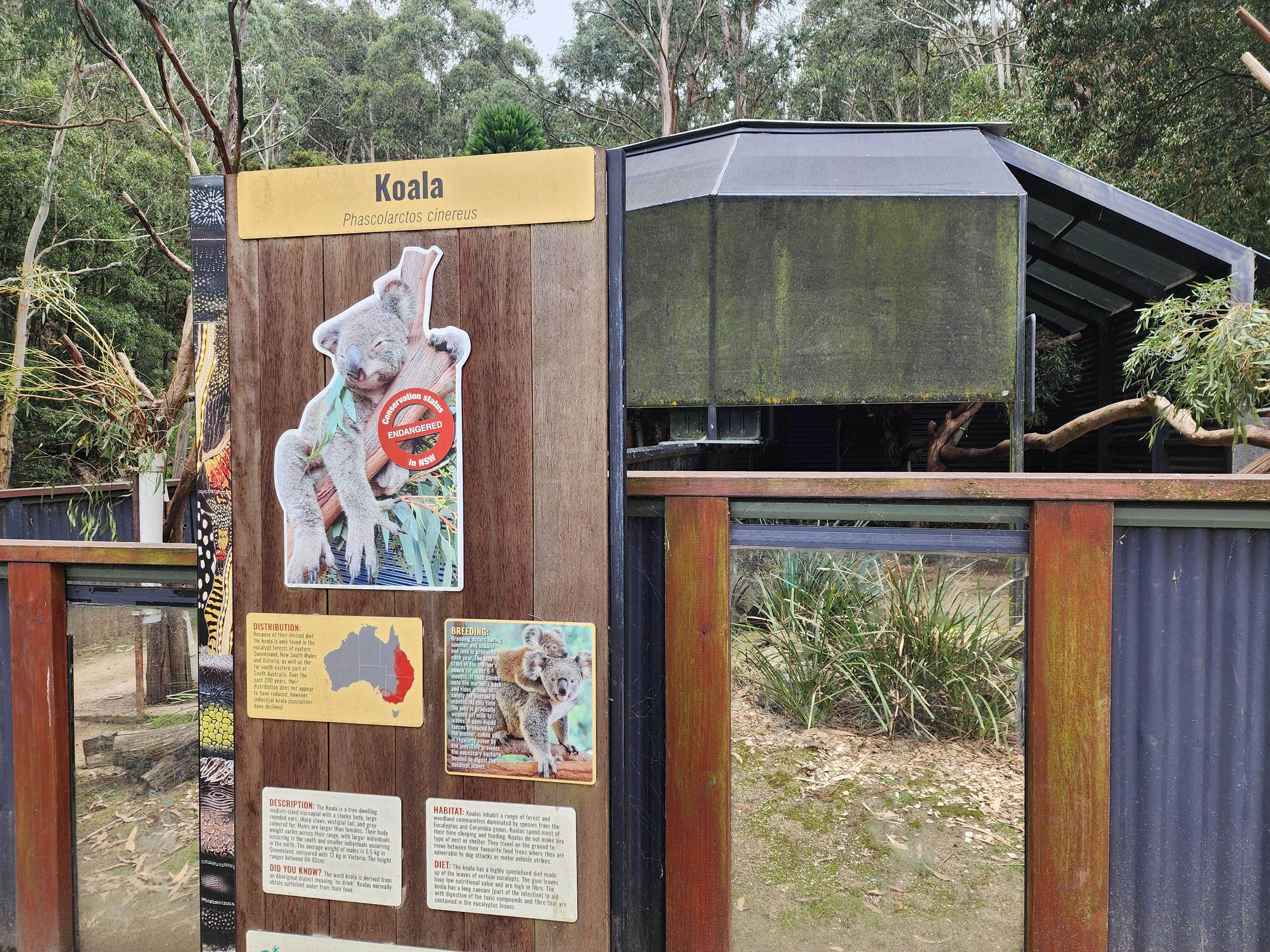see koalas close up