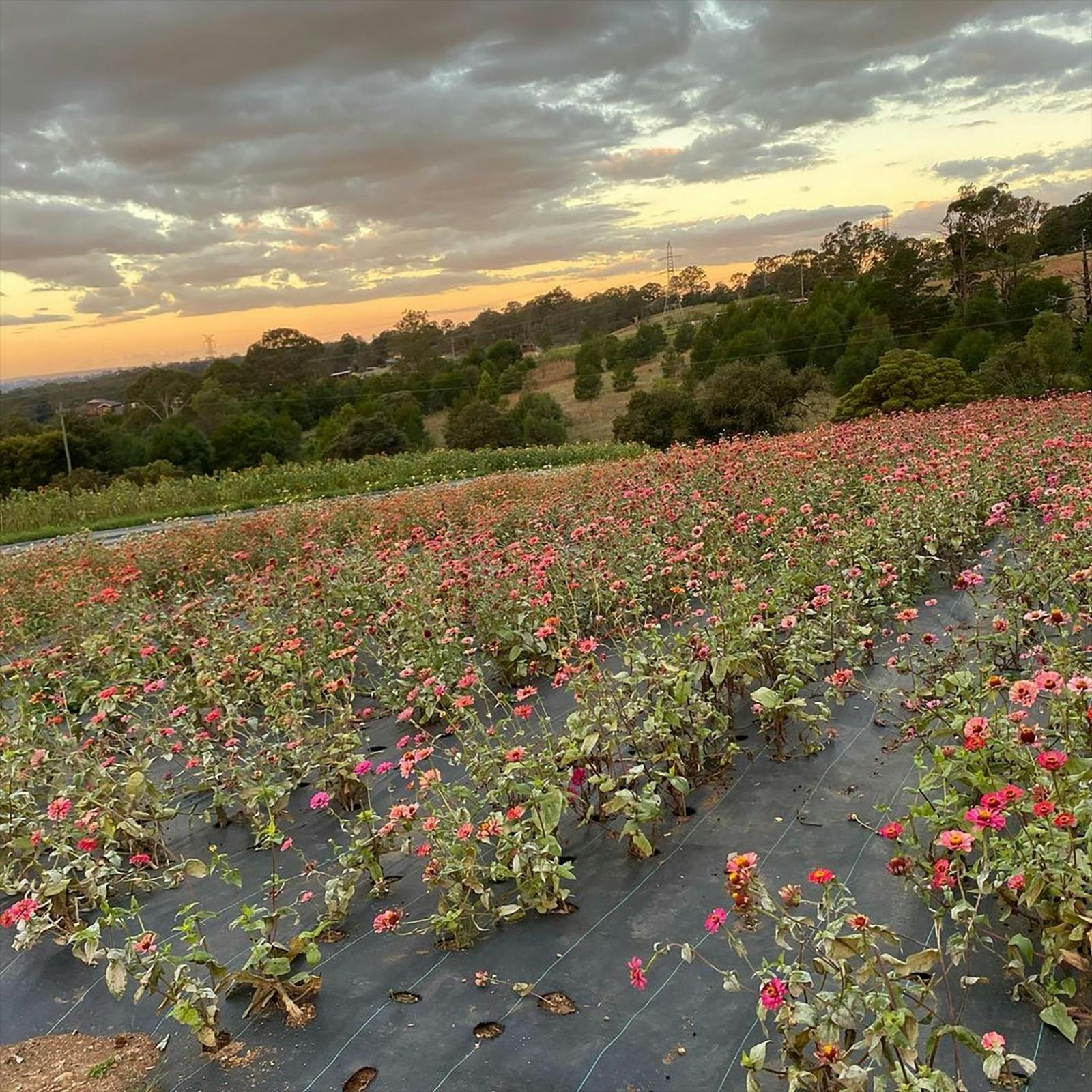 Glenbernie Family Farms
