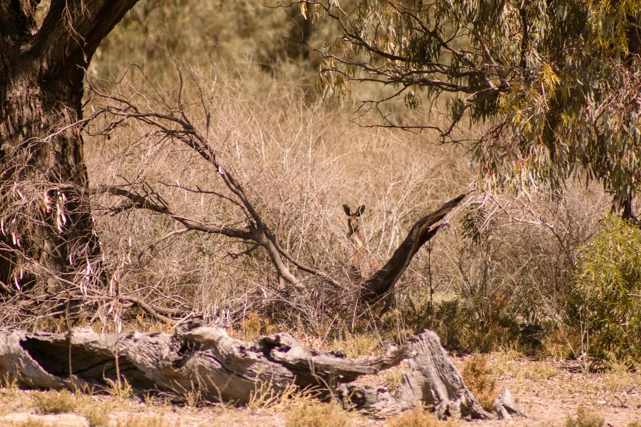 Kangaroo peeking through native bushland among river red gums and fallen branches near the Murray Ri