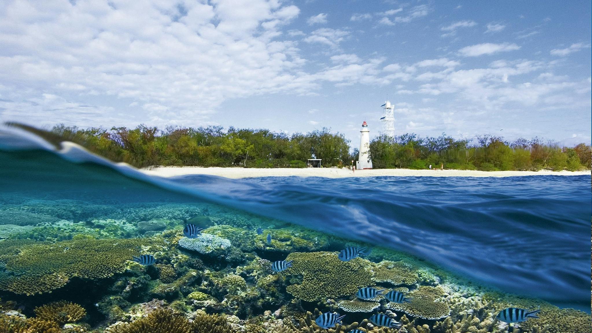 Lady Elliot Island above and below water.jpg Lady Elliot Island above and below water.jpg
