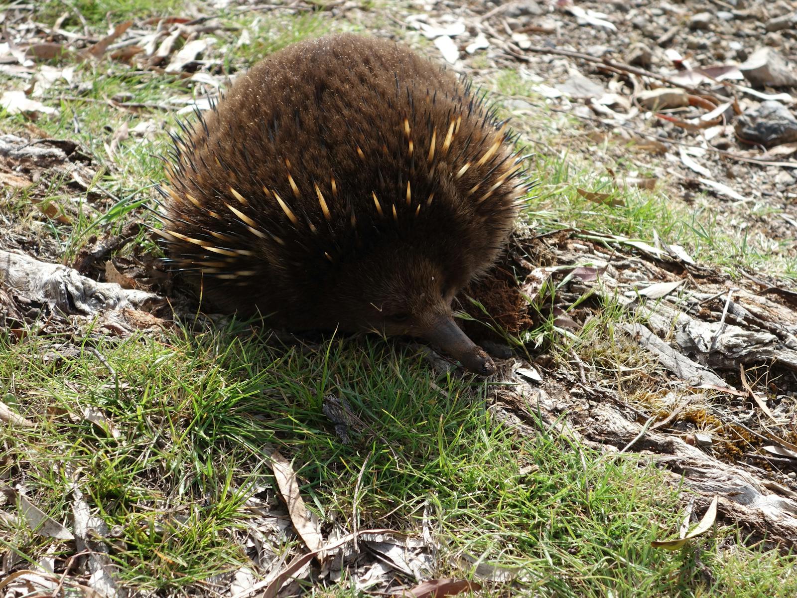 There are two resident echidnas on this 40 ha property. Best seen in the warmer months.