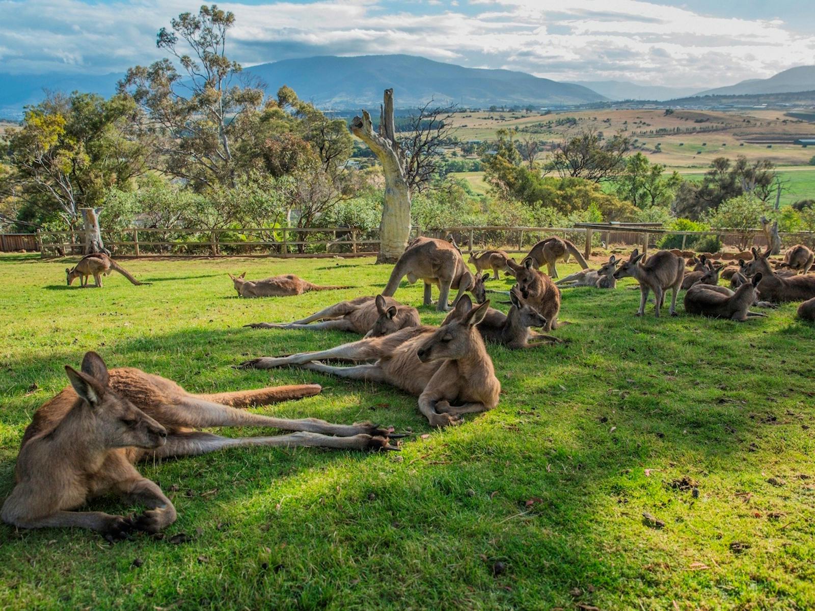 Kangaroos relaxing on the grass at Bonorong Wildlife Sanctuary to a backdrop of valley and mountains