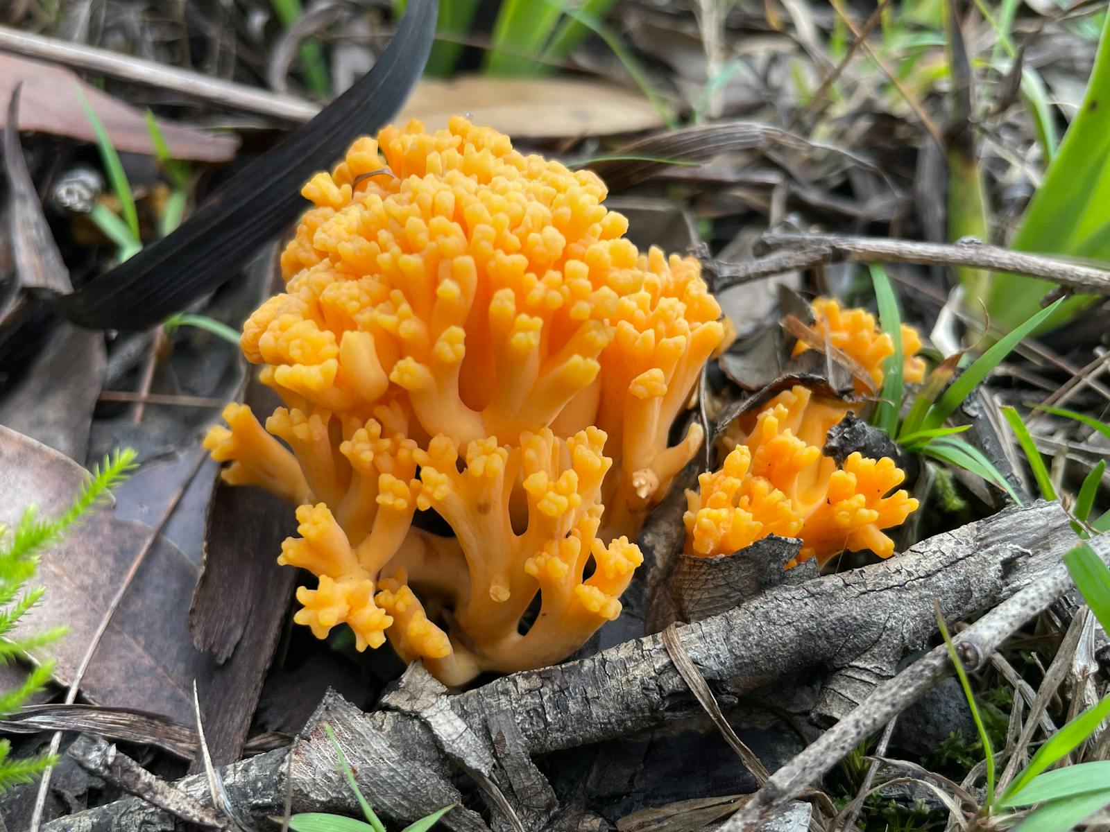 Coral fungi