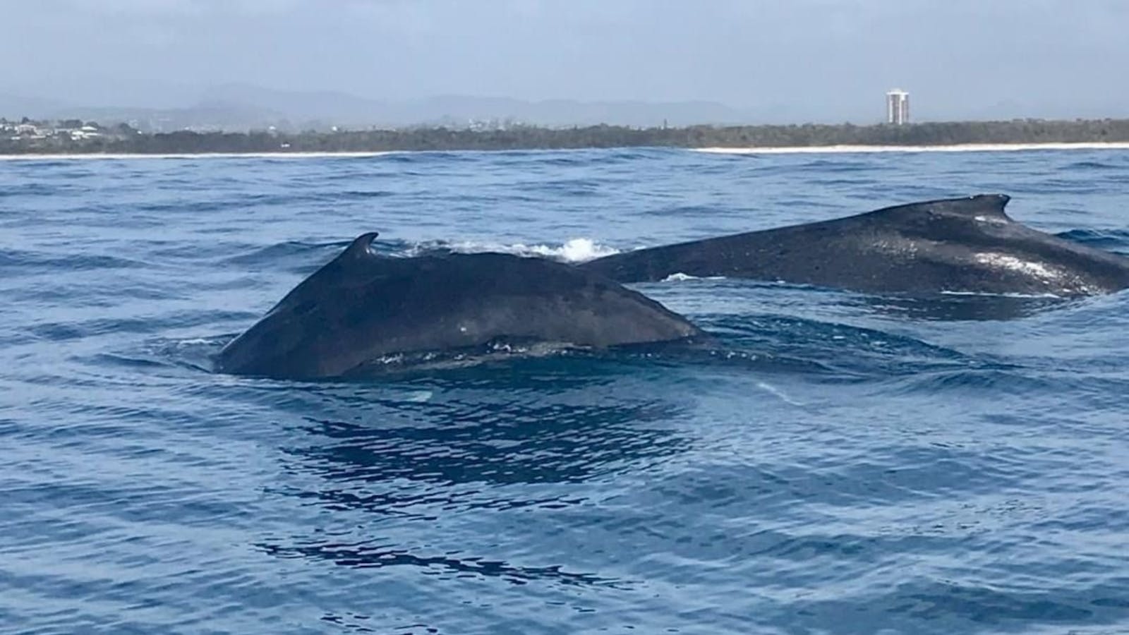 2 Whales @ Fingal