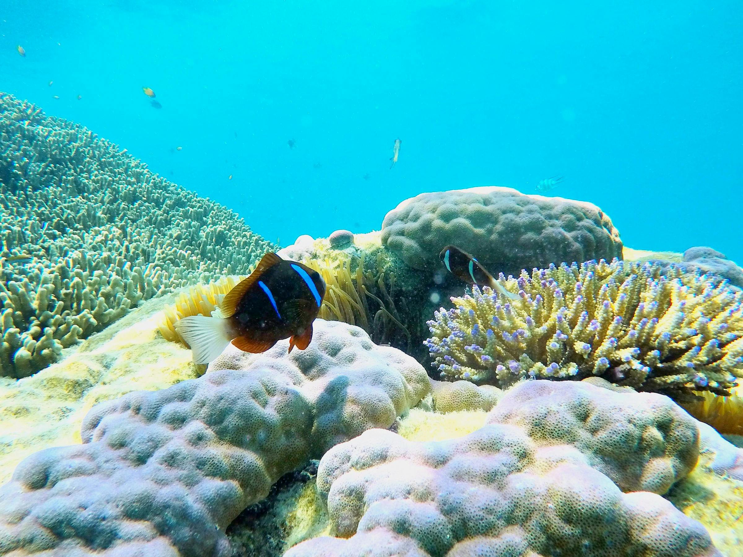 Two anemone fish in their home within the colorful coral