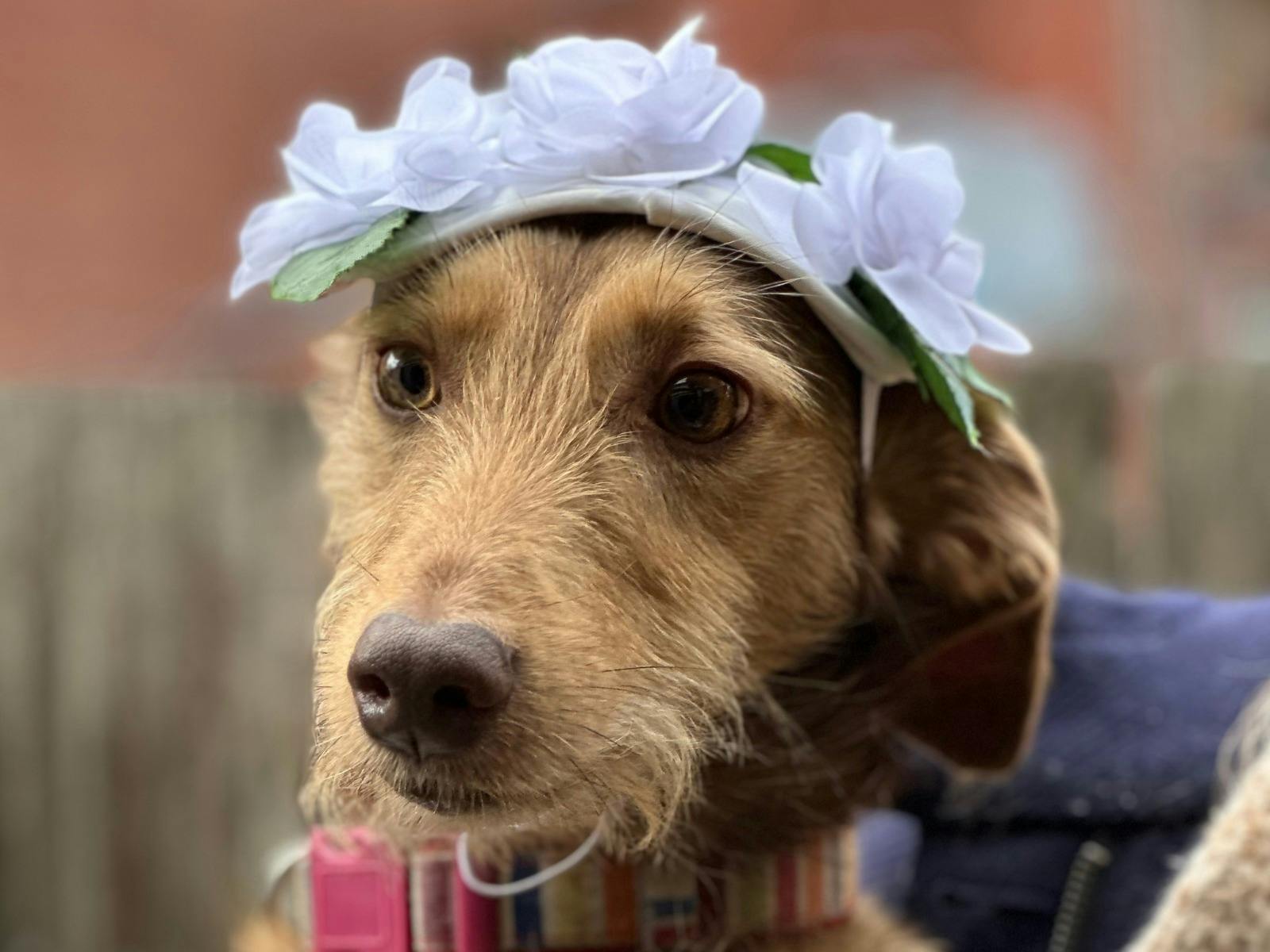 Dog Beard & Stache Comp edit