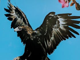 Mural of Wedgetail Eagle at Gresford Arboretum