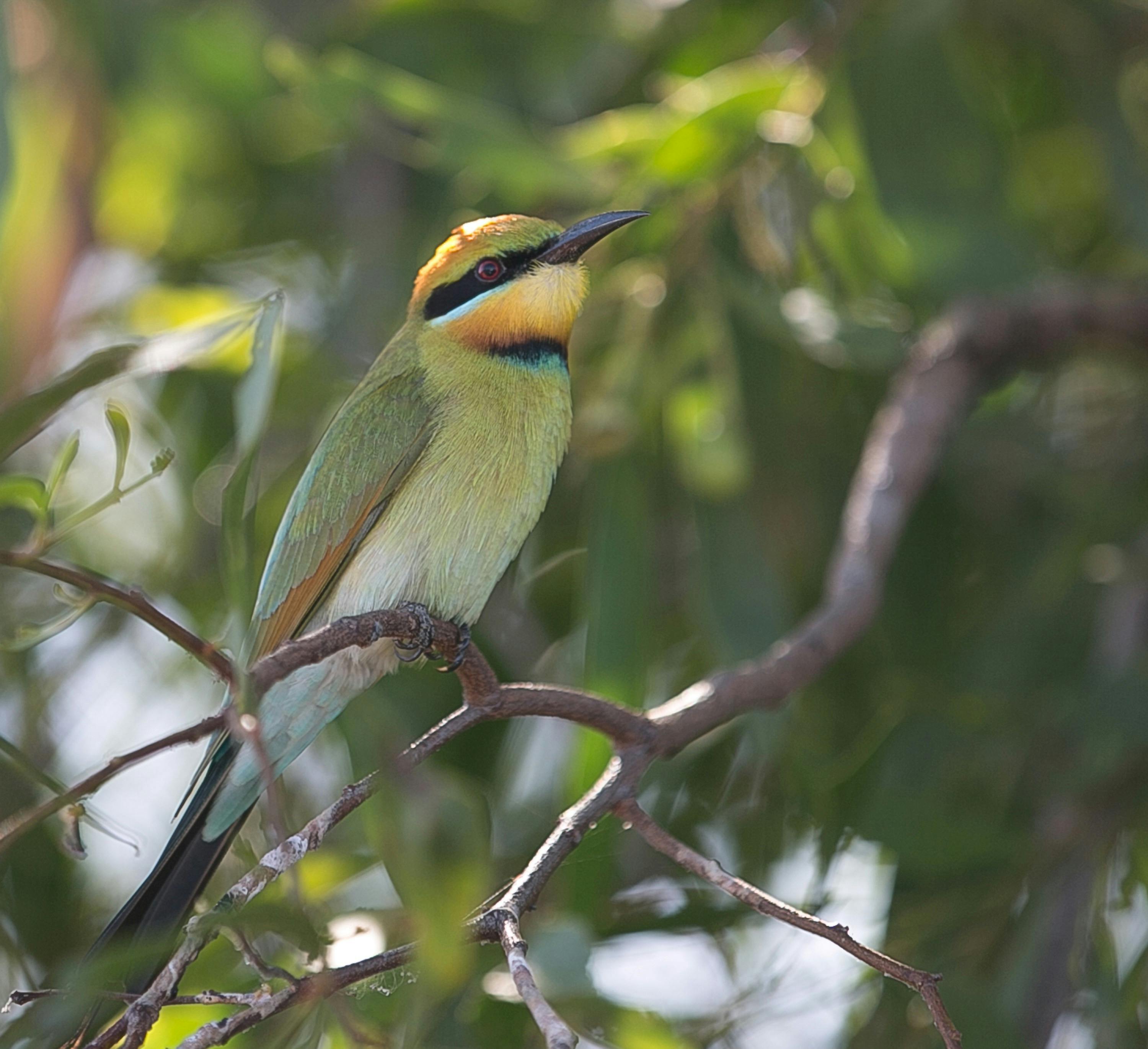 Rainbow Bee Eater