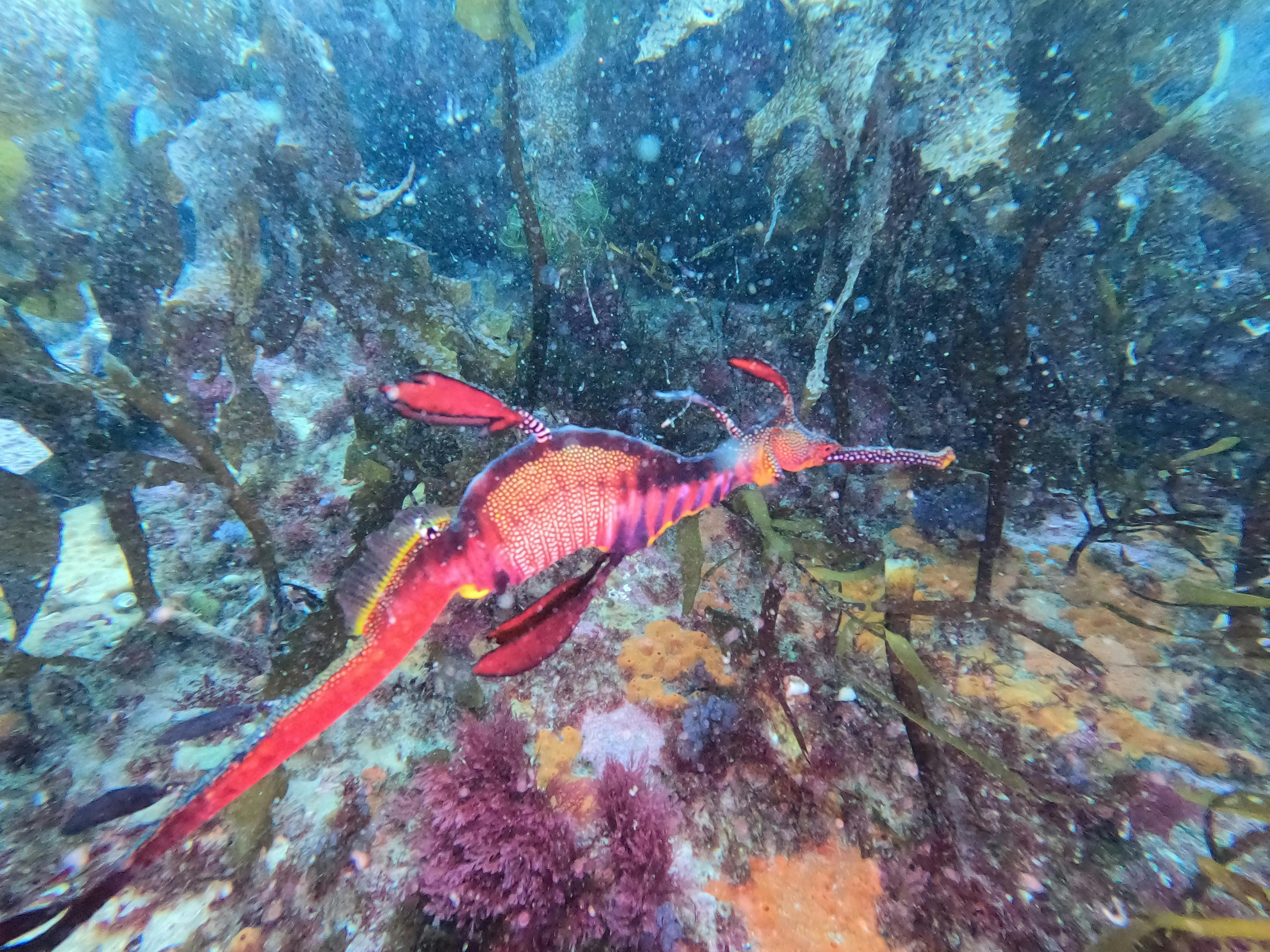 Weedy Seadragon