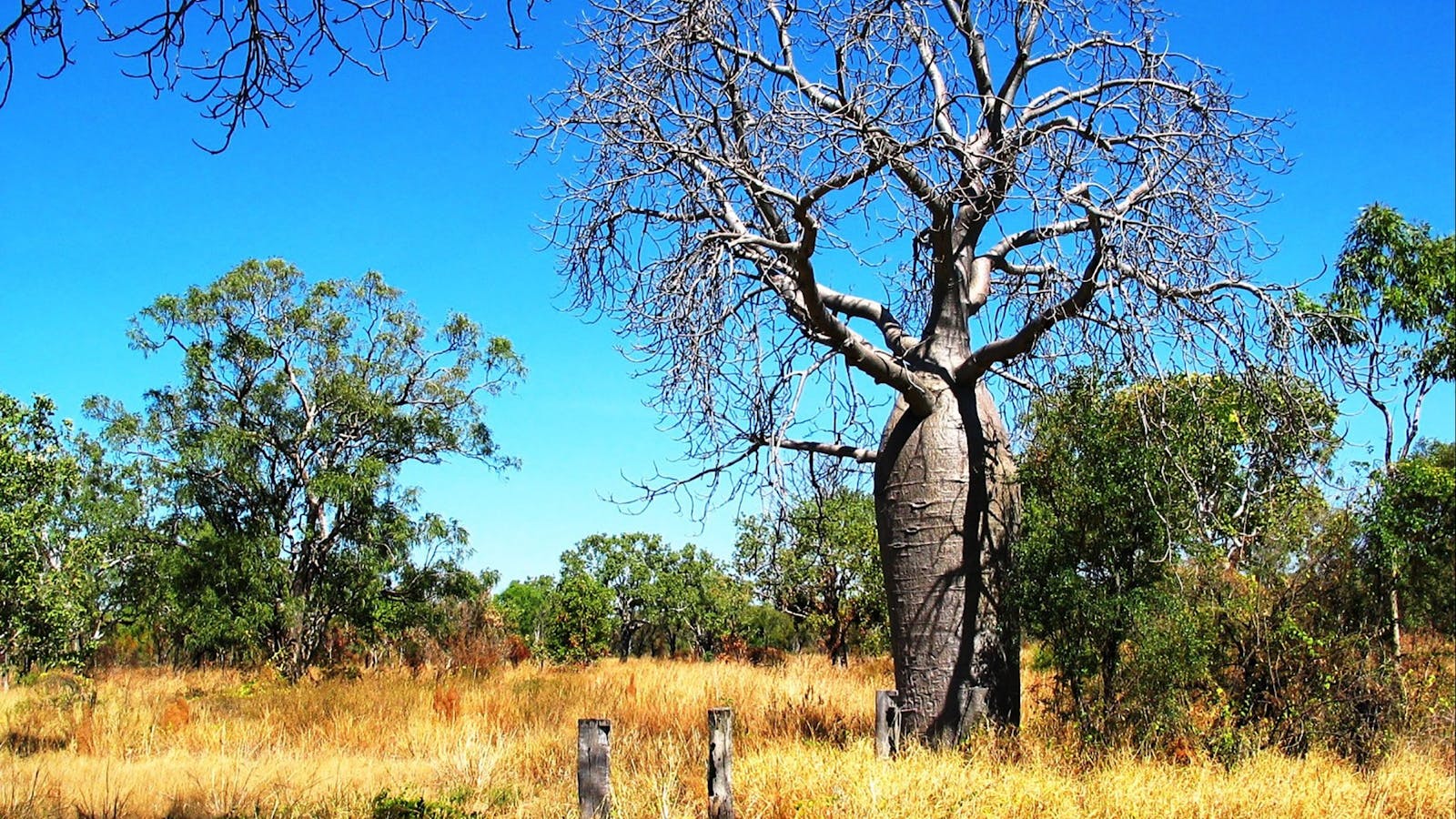 Drover’s Rest Boab Trees, Bullita