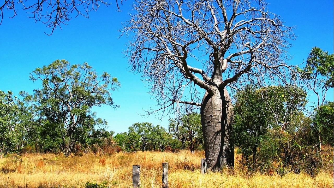 Boab tree, Bullita