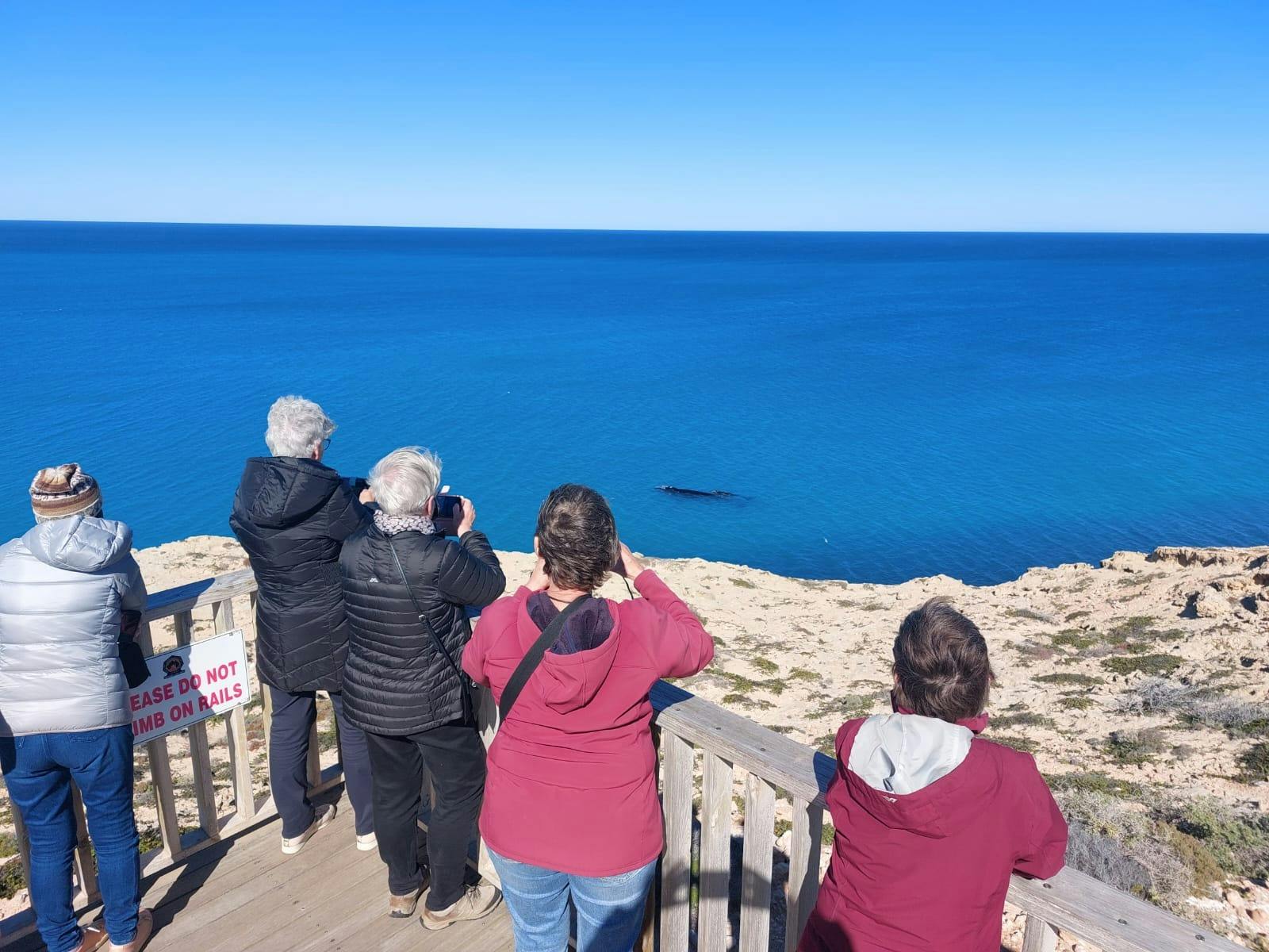 Head of Bight Whale Watching