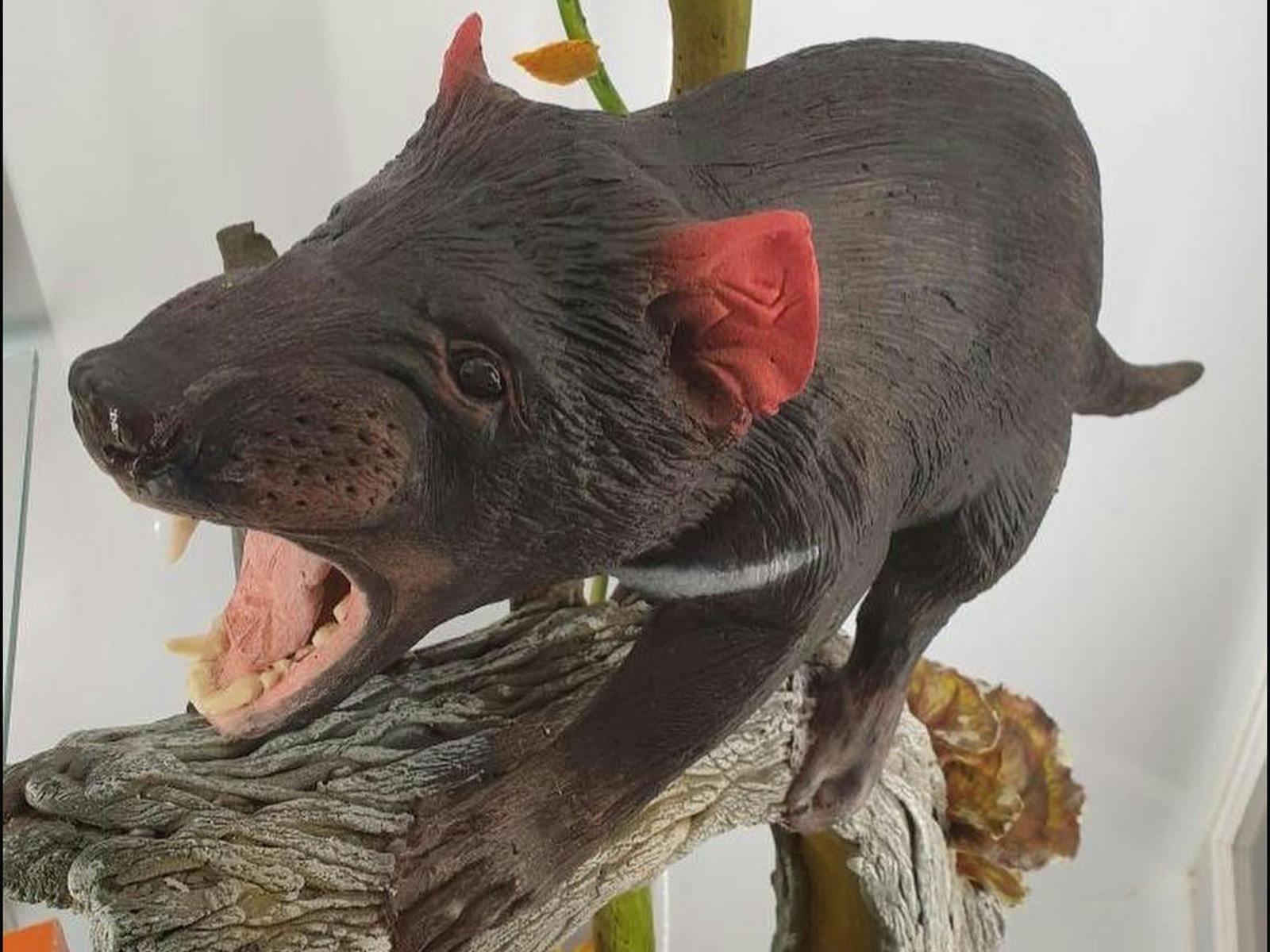 Chocolate Tasmanian Devil by Shrimal Kalatunge of Anvers