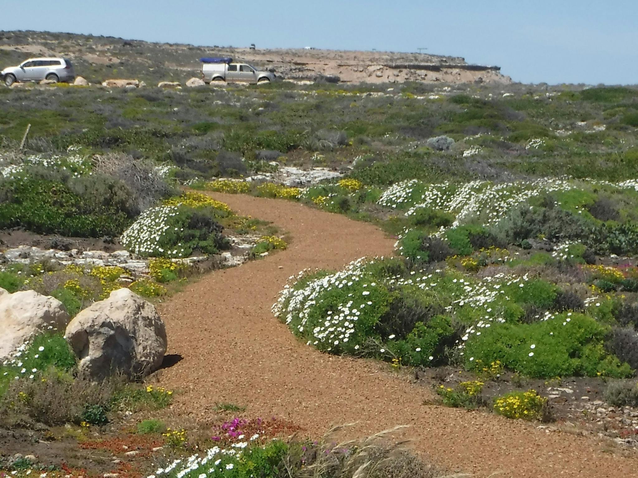 Flowers on the Elliston Coastal Trail
