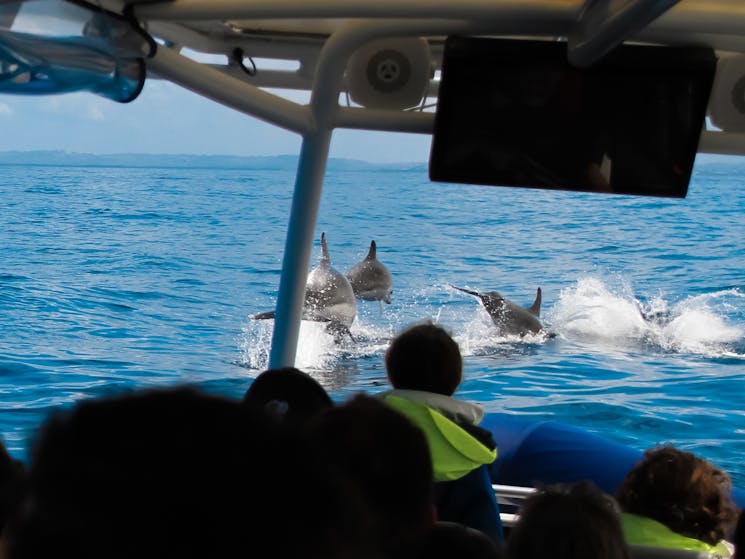 Byron Bay dolphin watching
