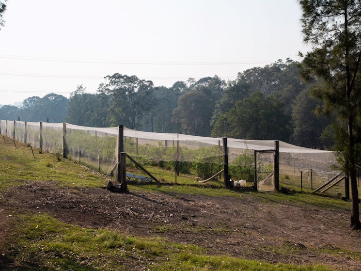 Blueberry Hills On Comleroy Sydney Australia Official