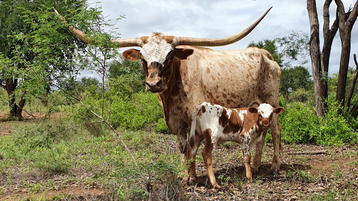 Longhorns at Texas Longhorn Tours