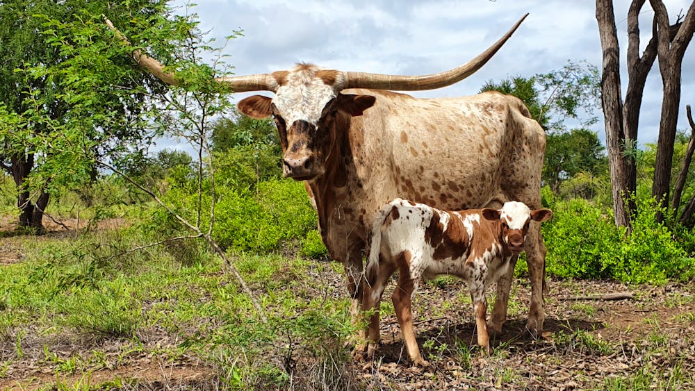 Texas Longhorn Tours