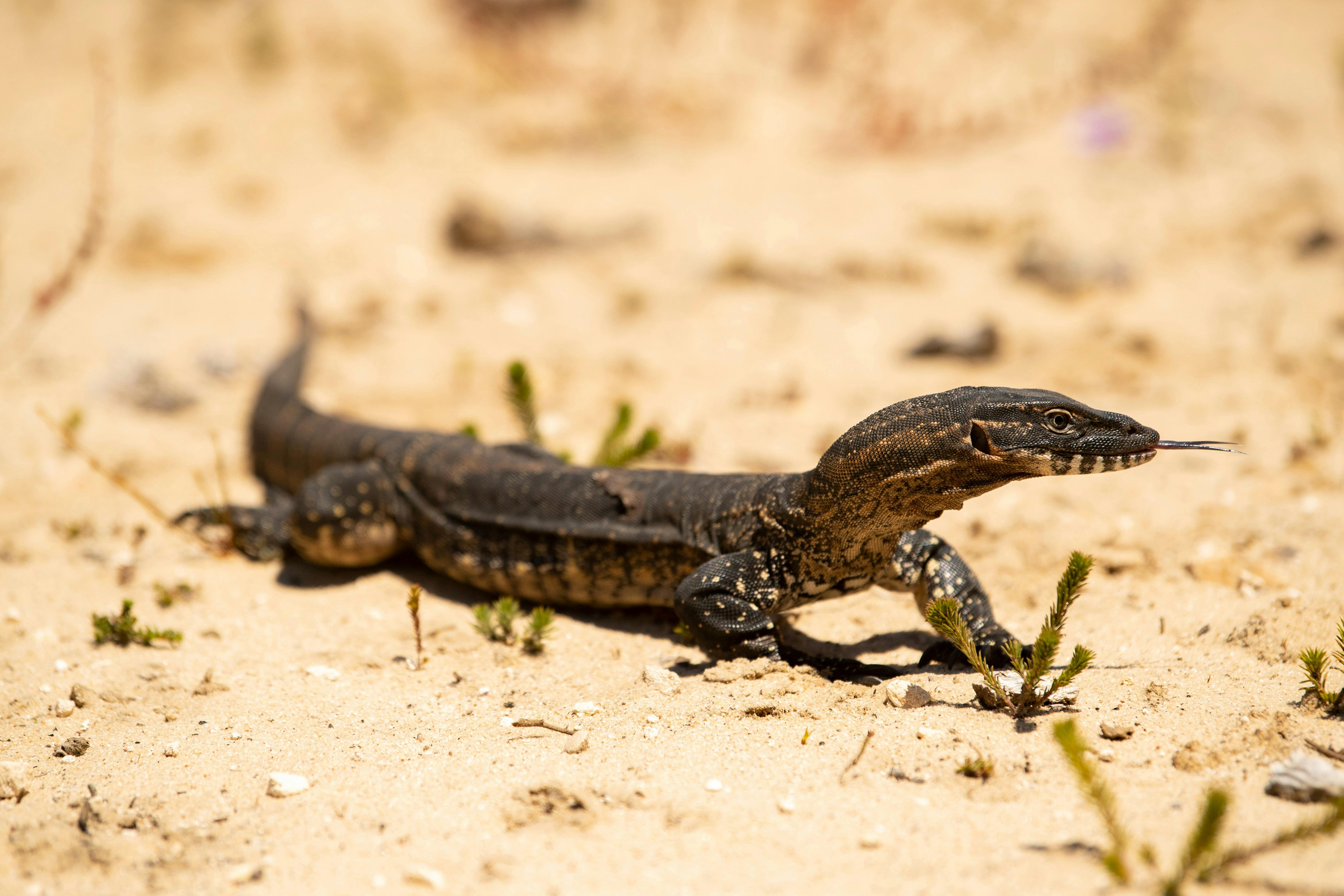 Goanna Nature