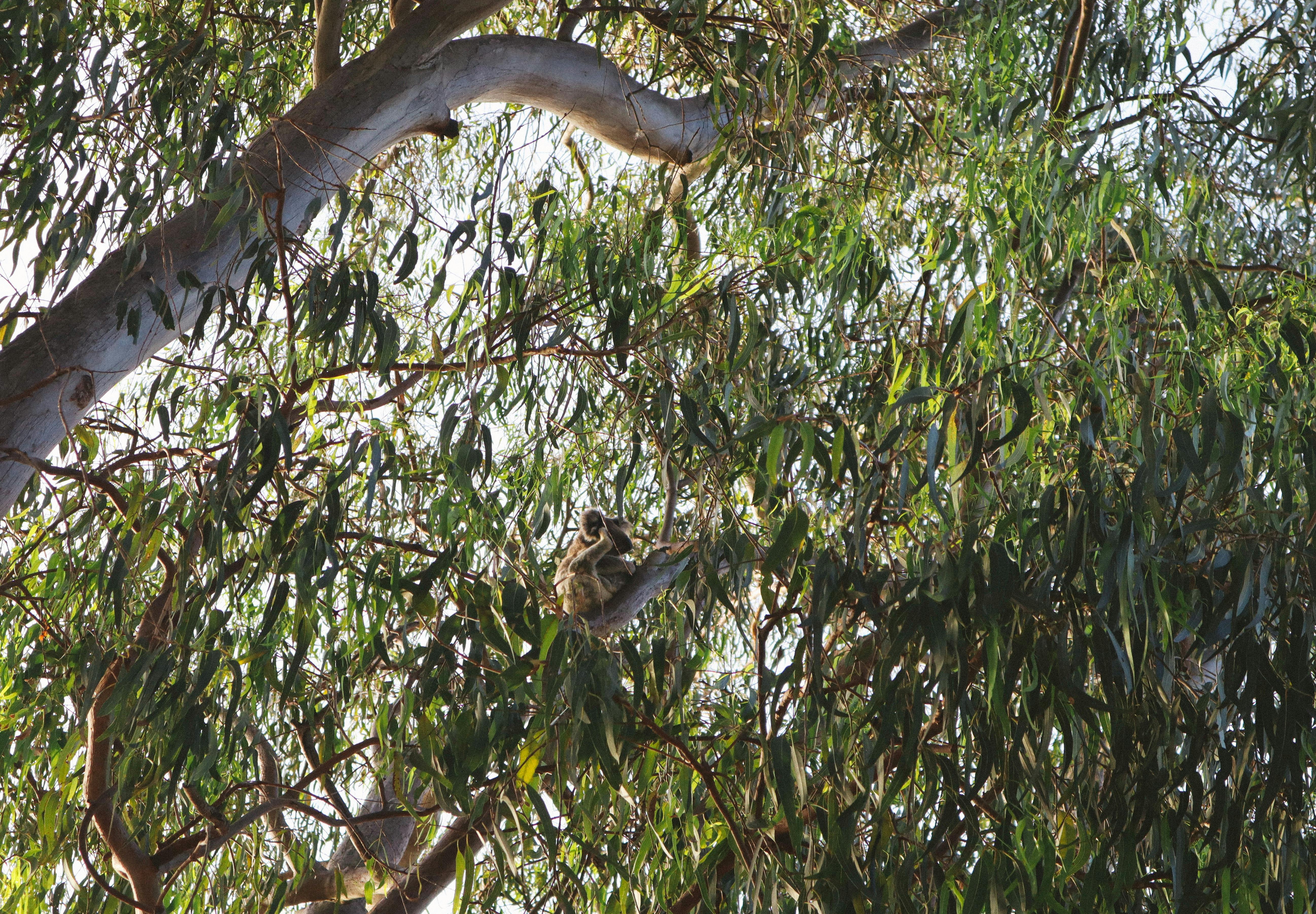 Koala at North Stradbroke Island