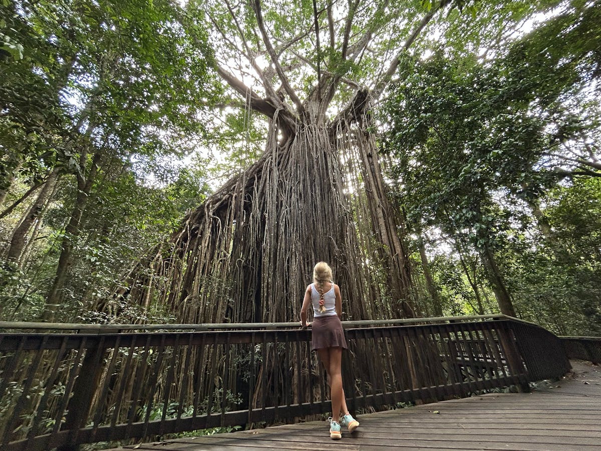 Curtain Fig Tree - Discovery Tours Australia