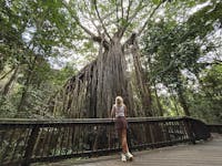 Curtain Fig Tree - Discovery Tours Australia