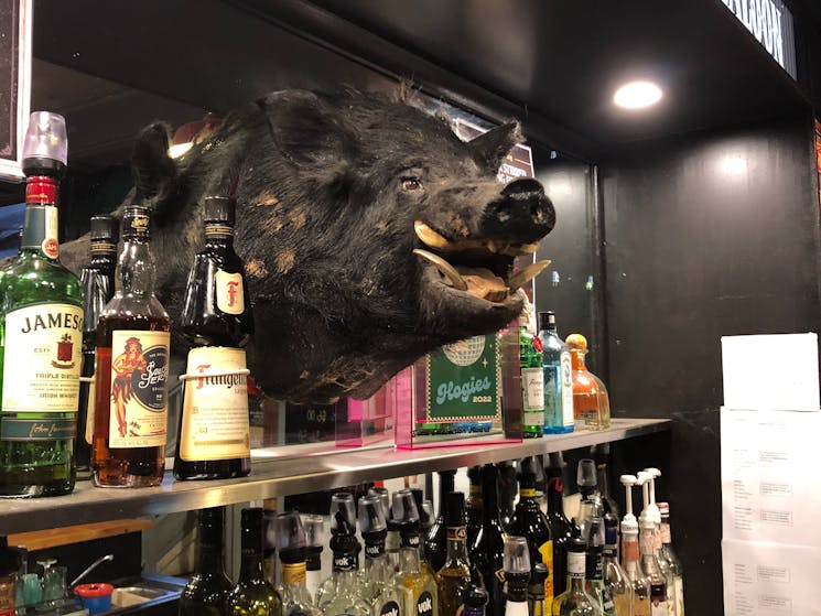 Stuffed and mounted wild boar's head mounted behind the bar at the Tamworth Hog's Breath Cafe.