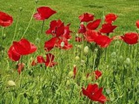 Beautiful red poppies growing wild in a field of green grass.