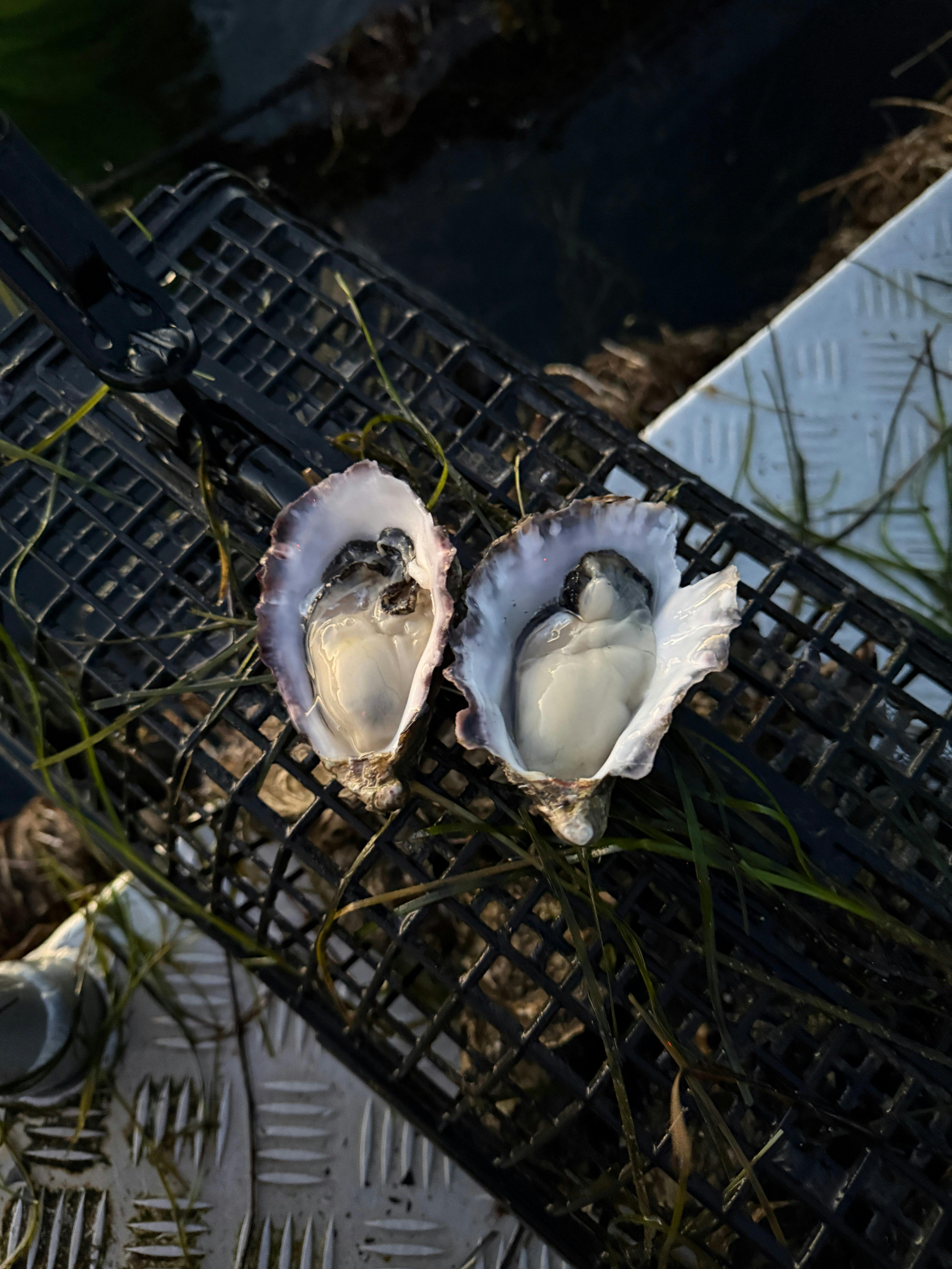Checking the quality of the oysters on the water before bringing them back to shore.