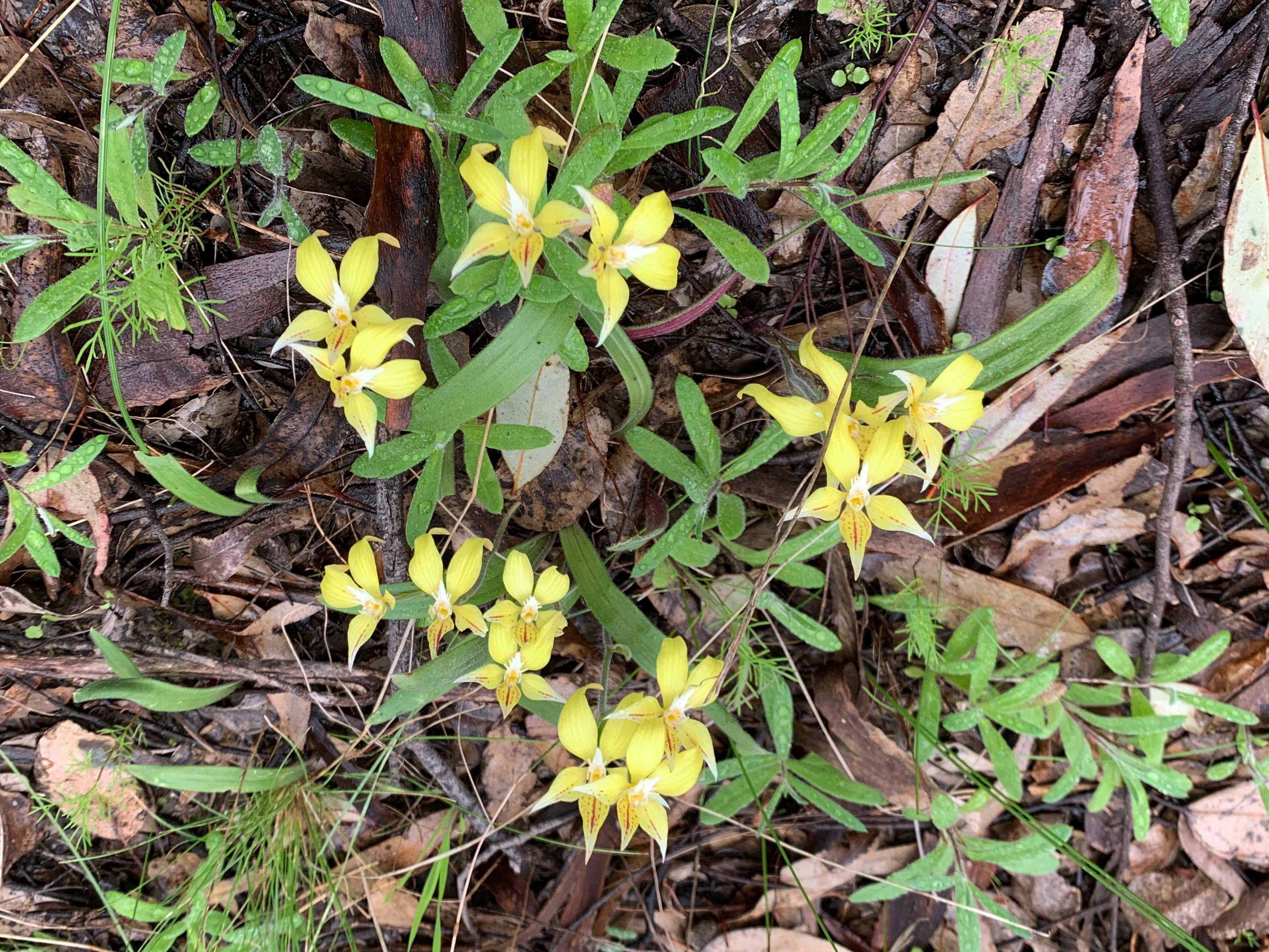 Cluster of yellow Cowslip Orchids