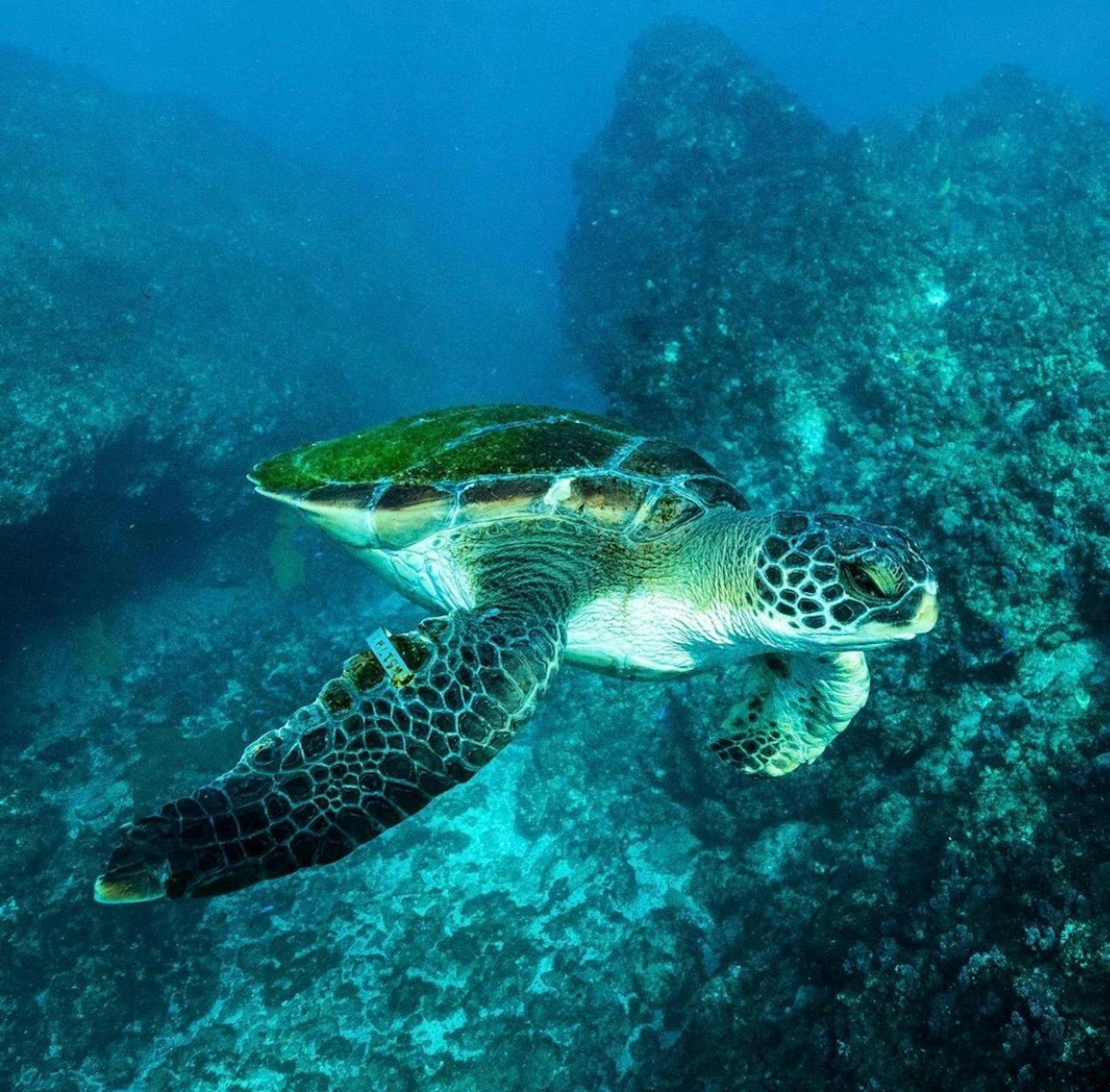 Julian Rocks Snorkeling Tour | NSW Holidays & Accommodation, Things to ...