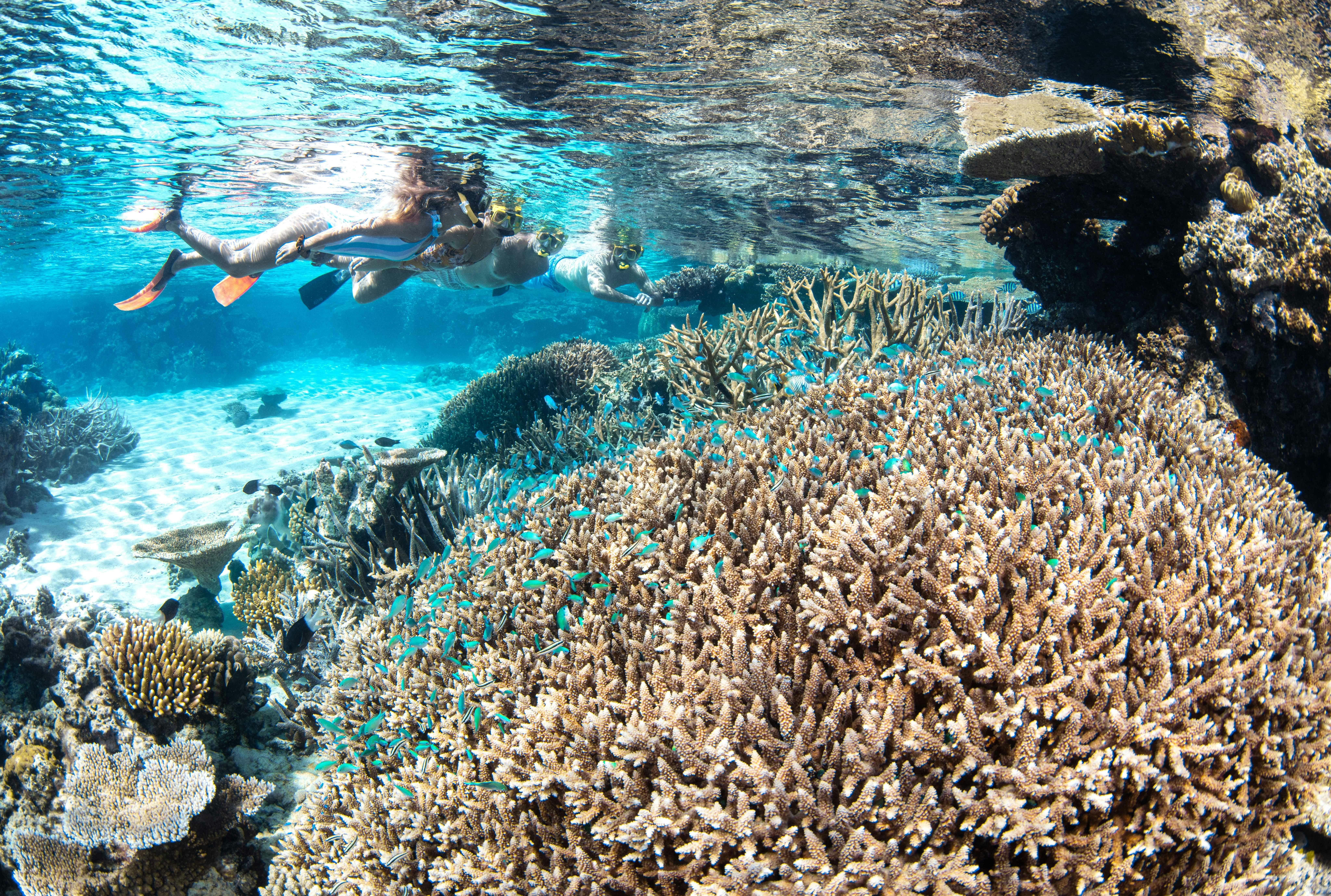 snorkellers at Flynn Reef