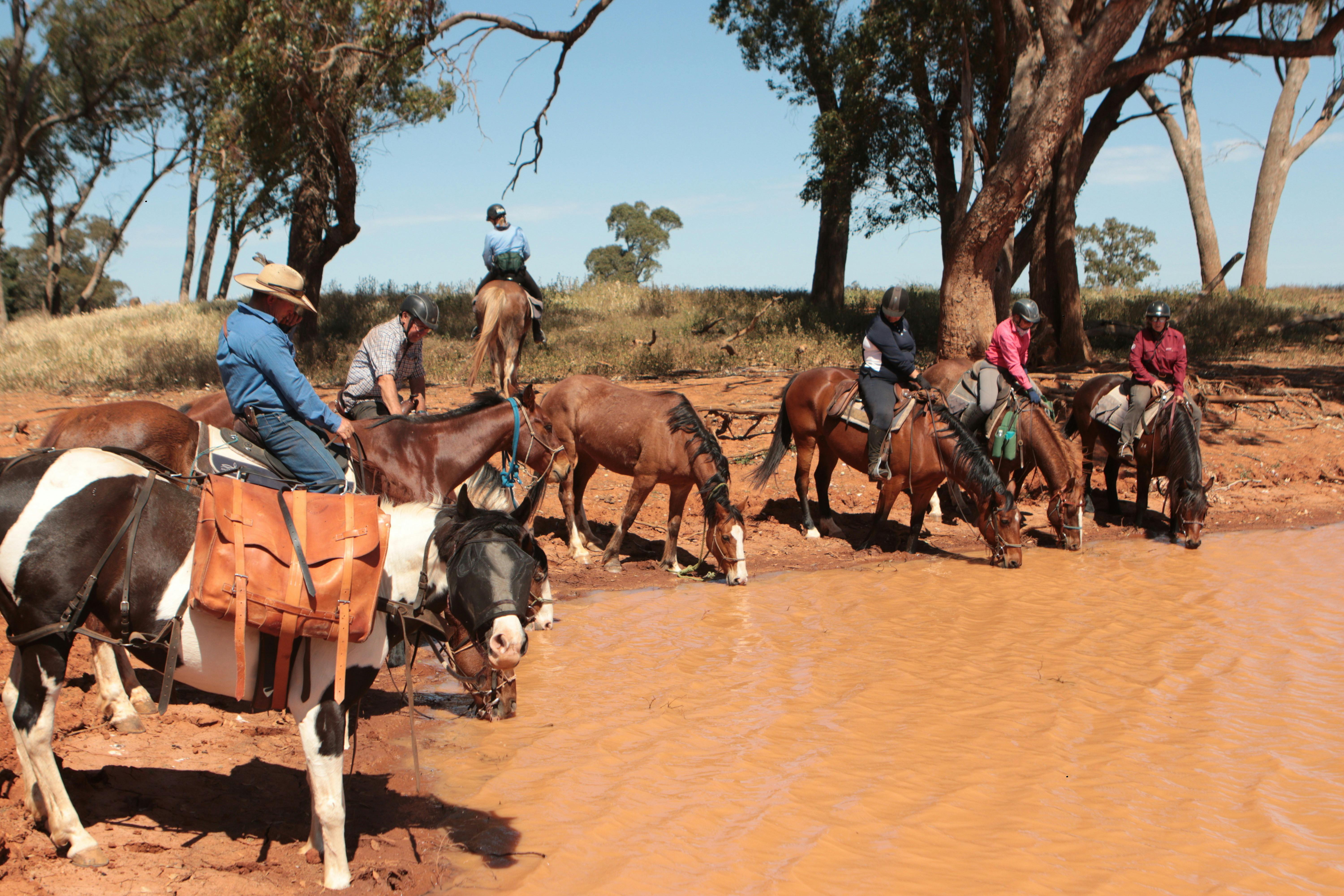 Horses drinking from a dam