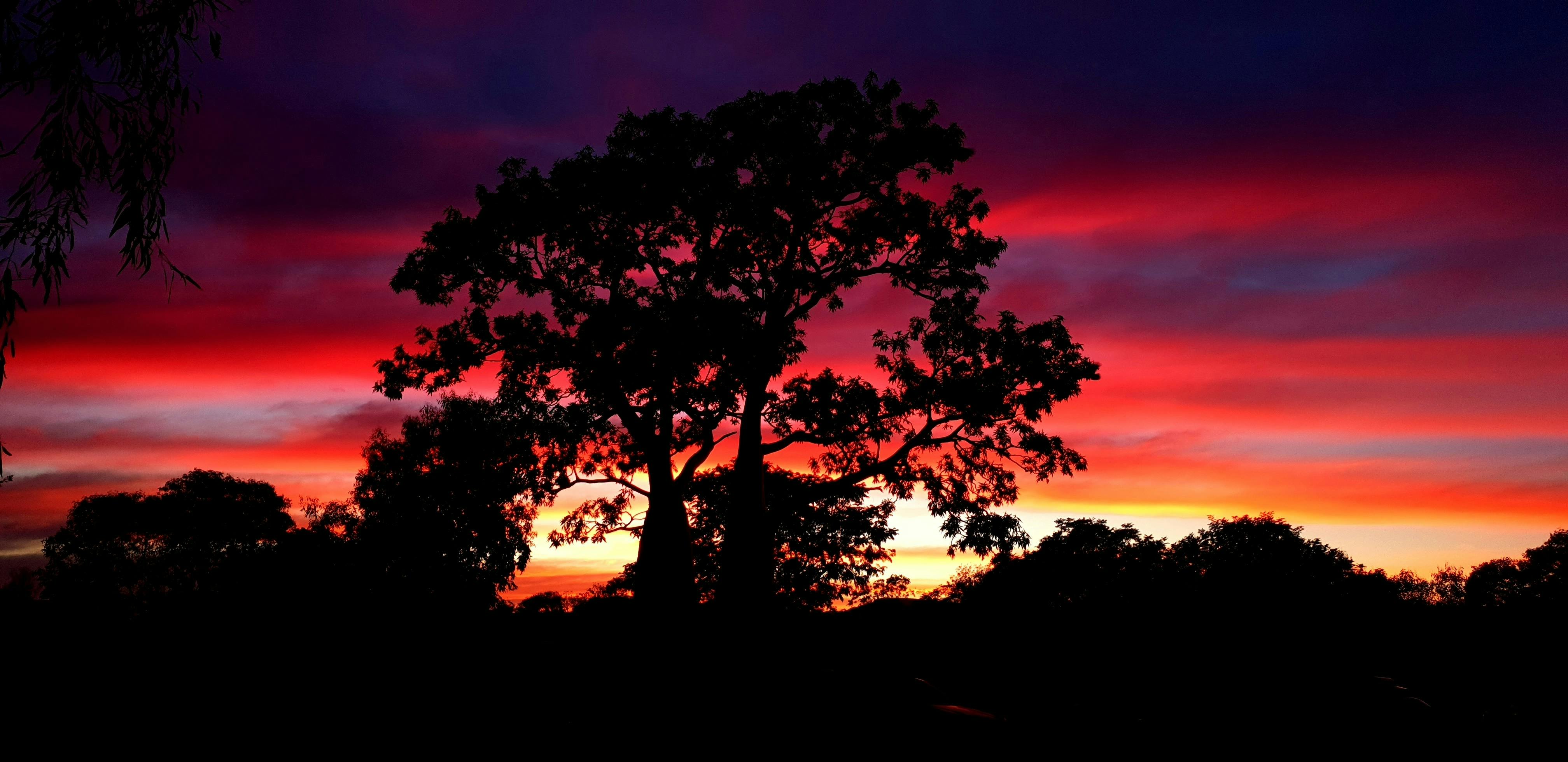 The Boab tree makes a striking silhouette against a beautiful Kimberley sunset