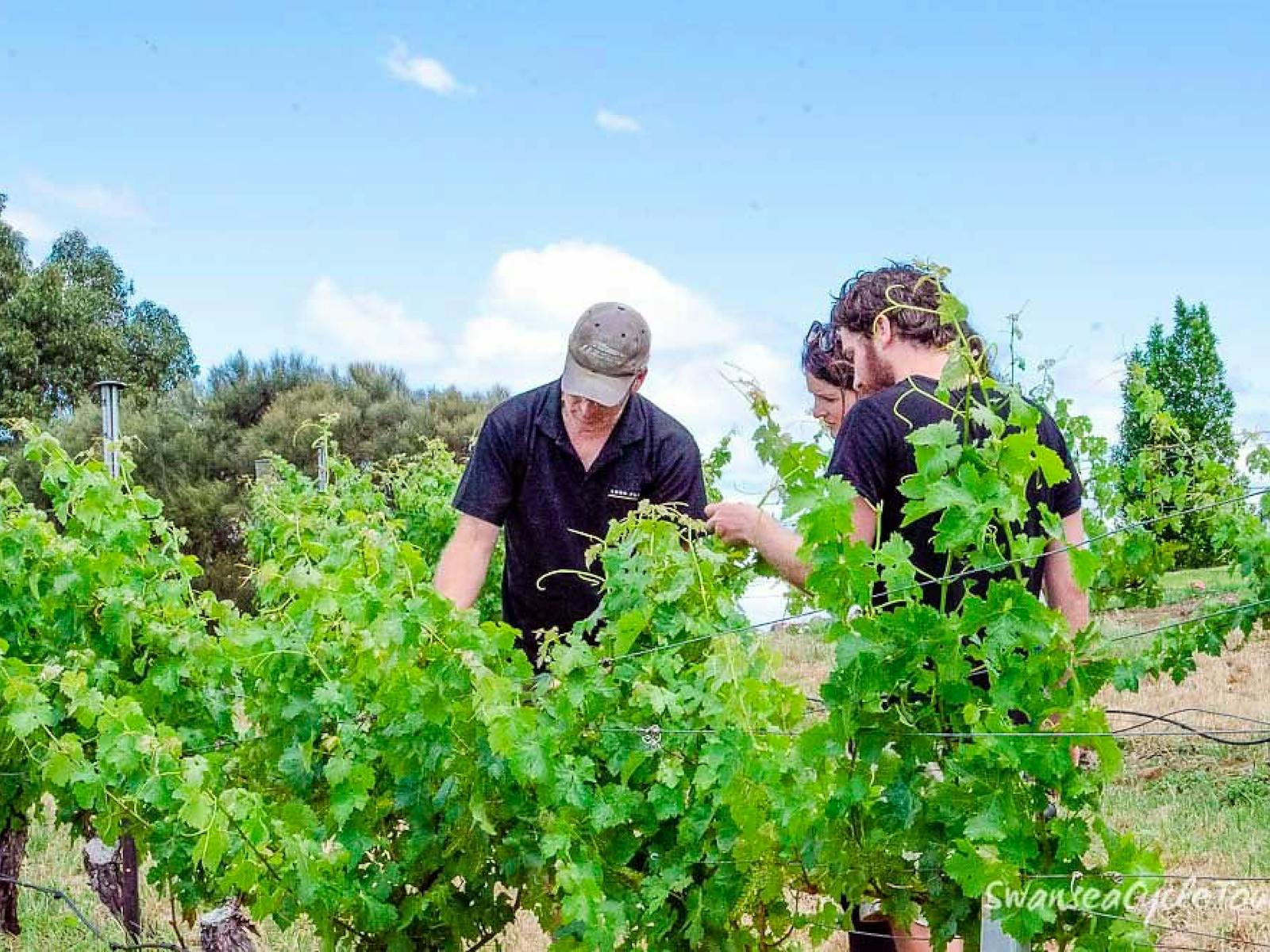 Inspecting the vineyard