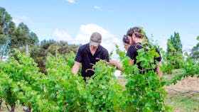 Inspecting the vineyard
