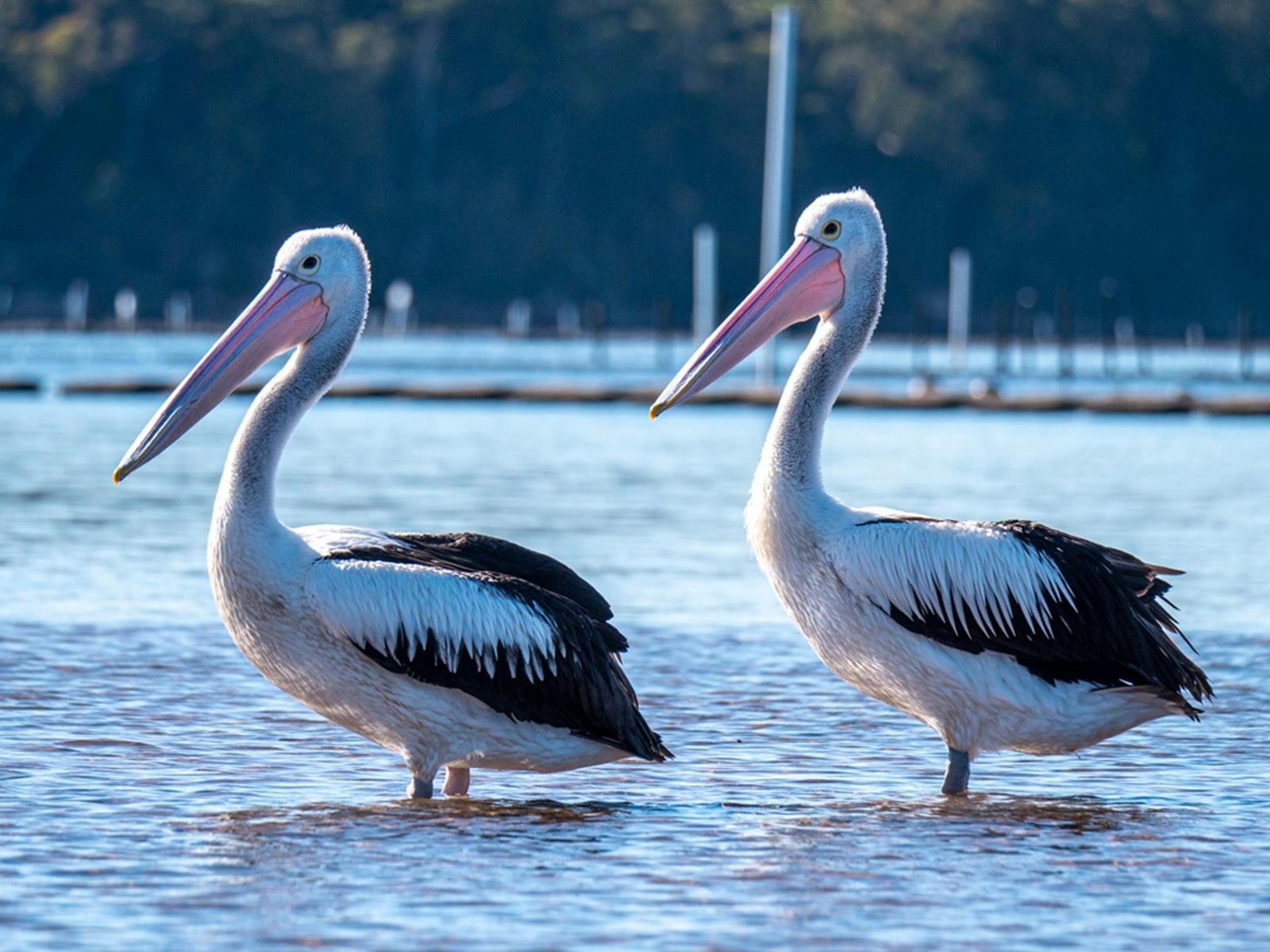 pelicans