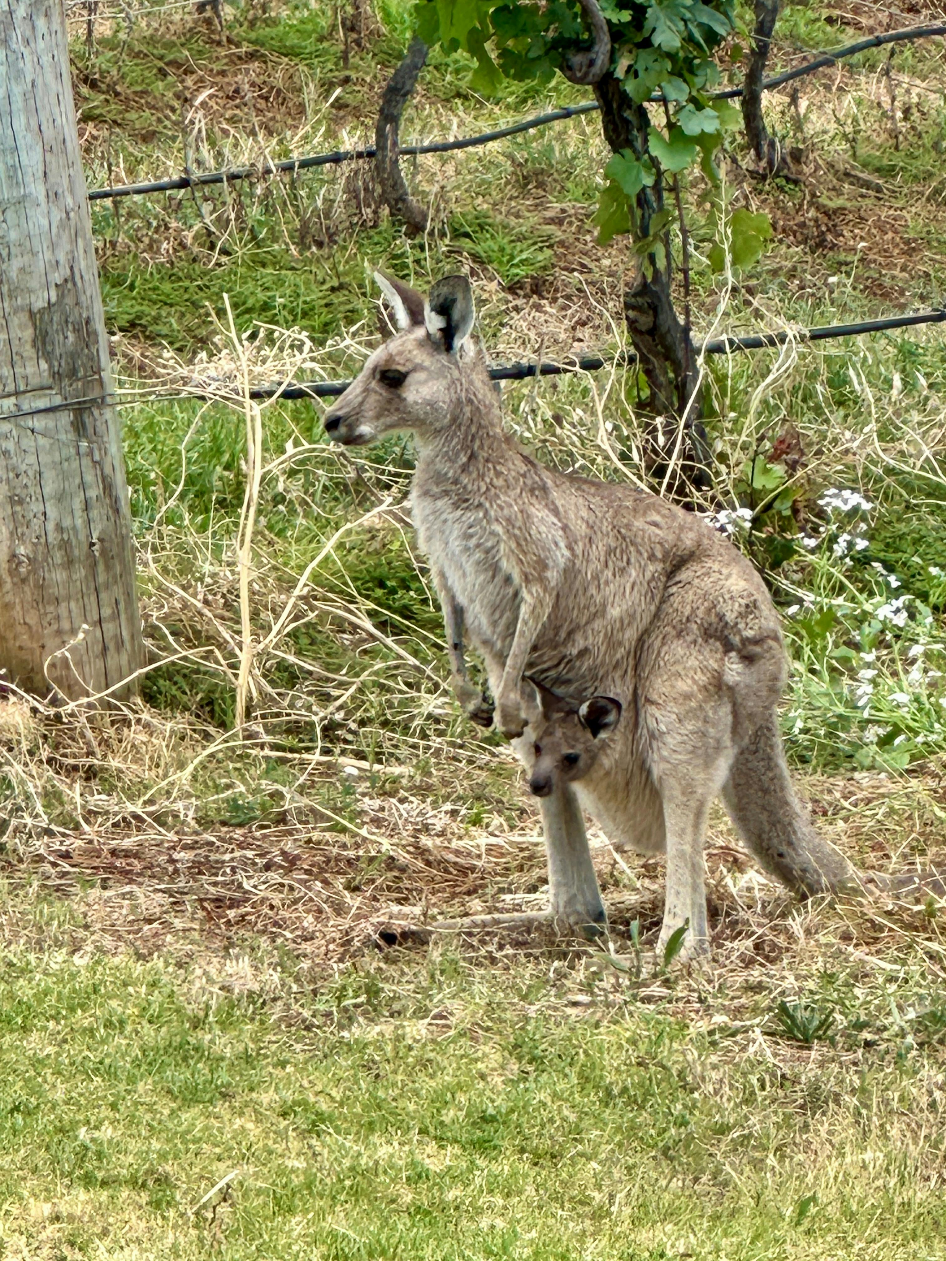 Kangaroo with baby