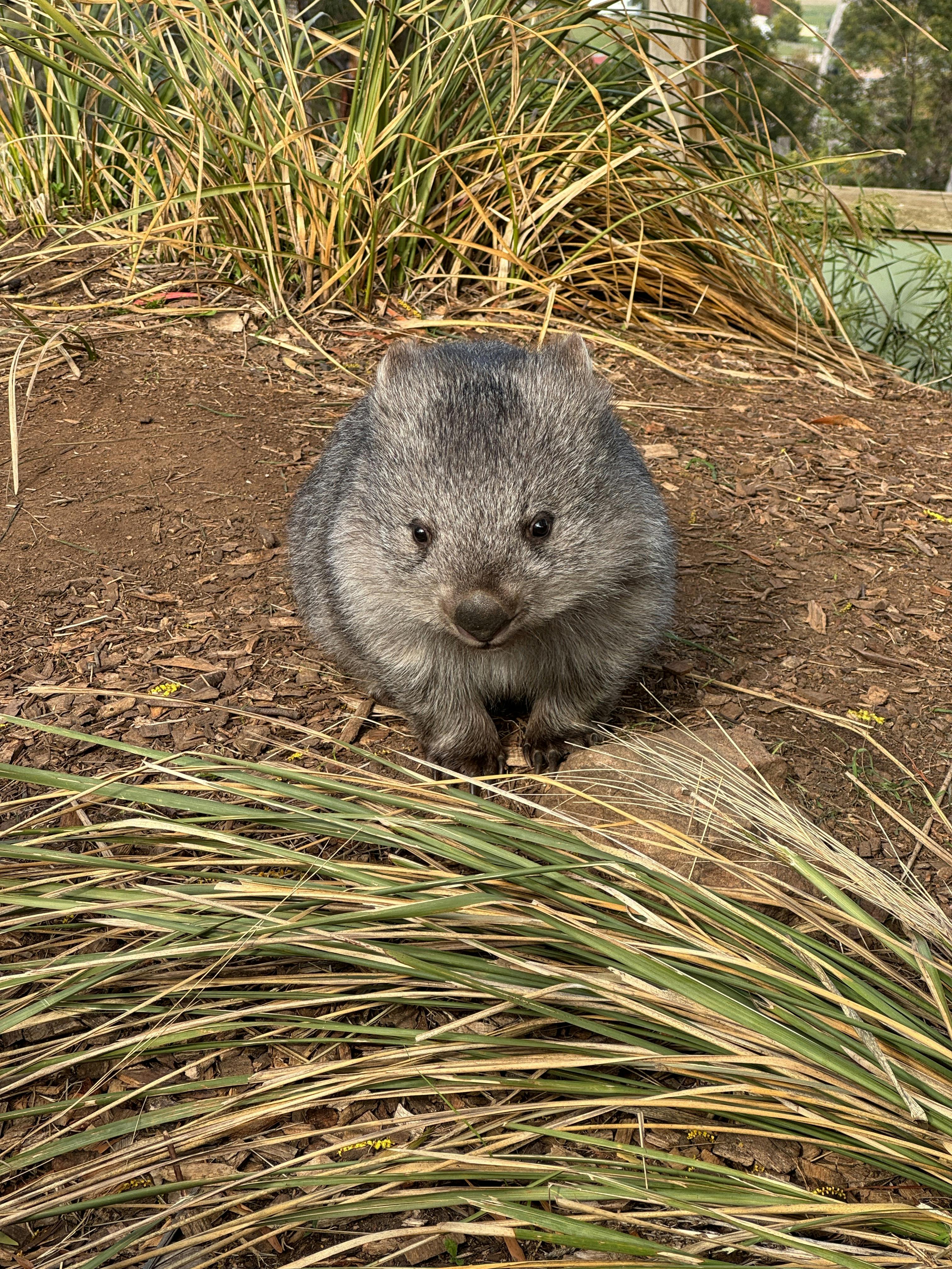 Wombat in Tasmania