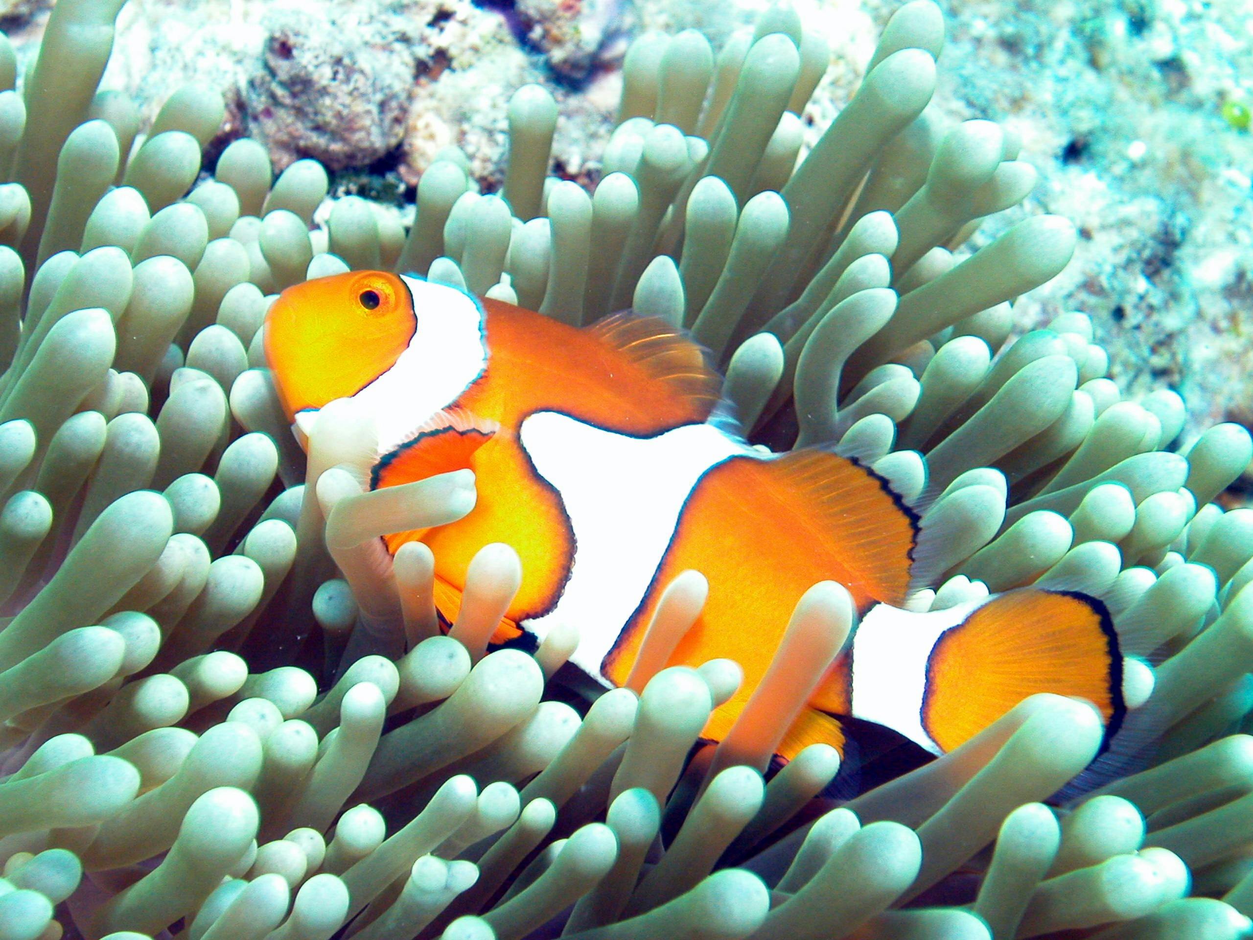 Clown fish in an anemone