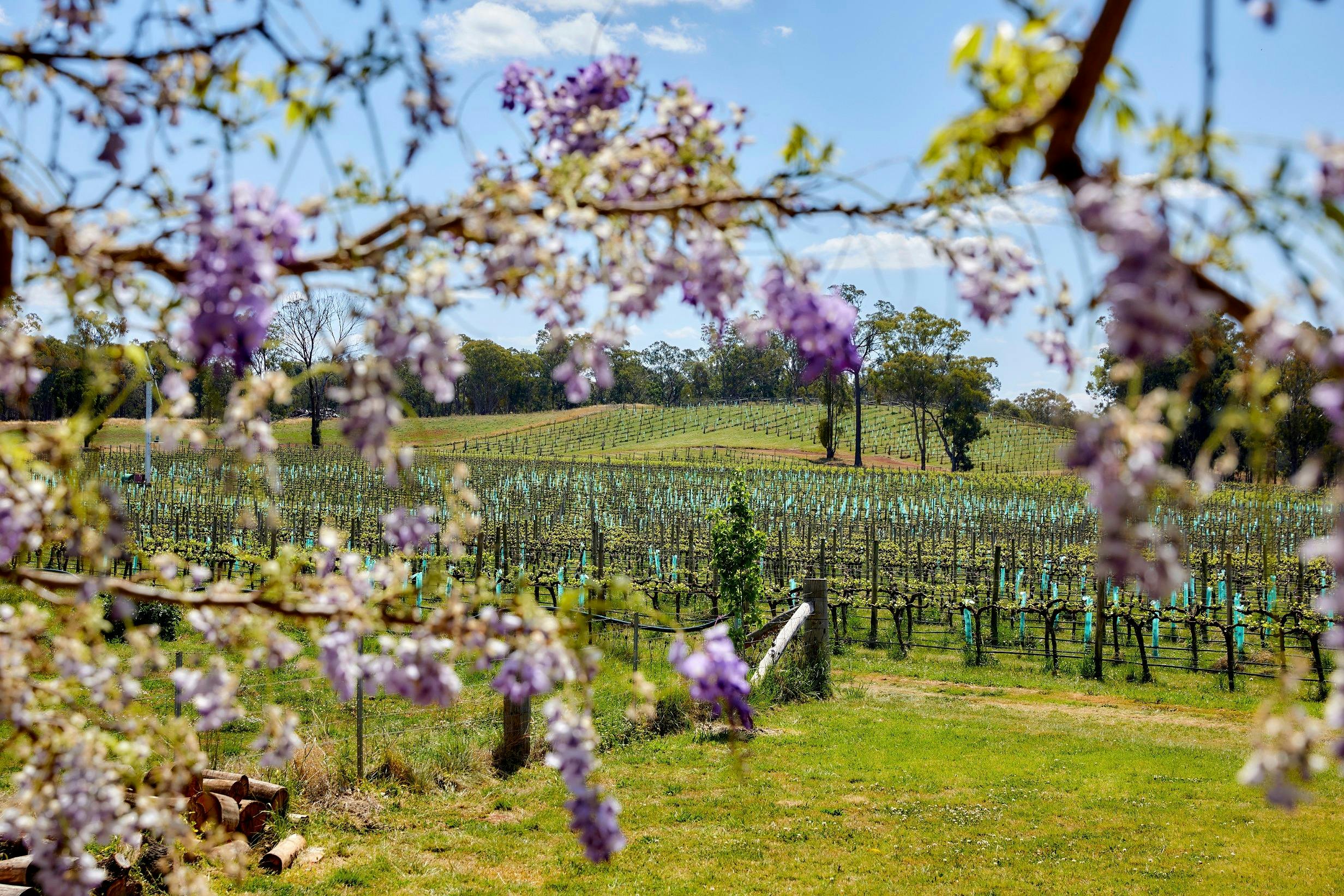 View of Vineyard through tree branches