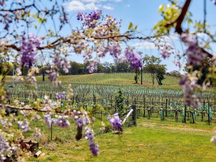 View of Vineyard through tree branches