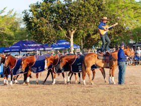 Tom Curtain with his team of horses during a Katherine Outback Experience show on tour