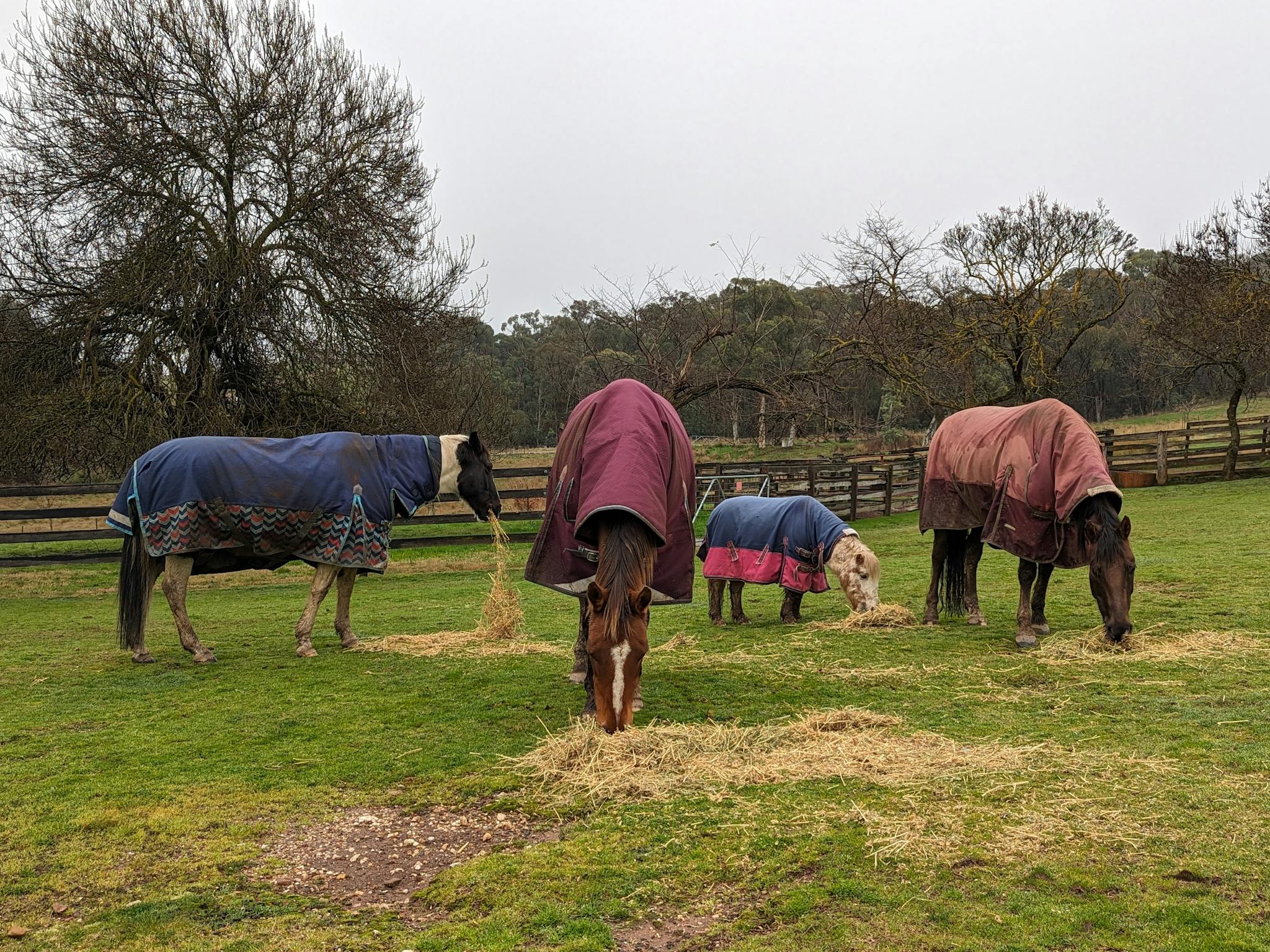 Beechowrth Farm Stay Four horses wearing rugs and eating hay in the paddock