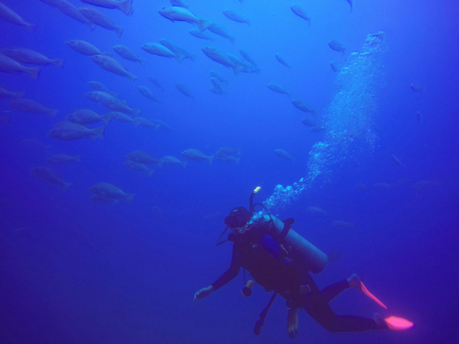 Pleasure Divers Magnetic Island
