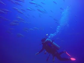 Diver and fish